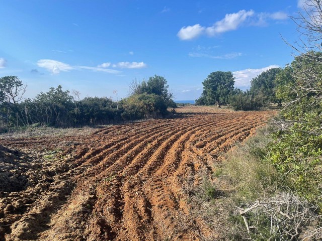 6 Hektar 1 Evlek-Land zum Verkauf in Dipkarpaz