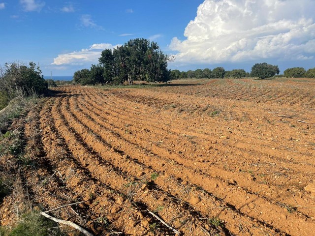 6 Hektar 1 Evlek-Land zum Verkauf in Dipkarpaz