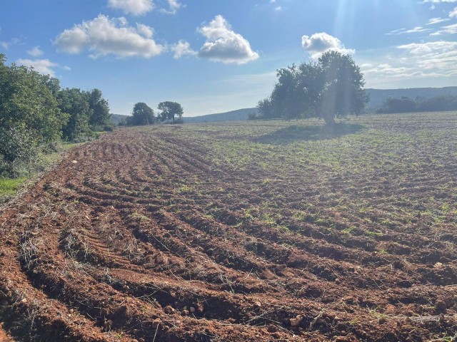 6 Hektar 1 Evlek-Land zum Verkauf in Dipkarpaz