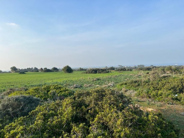 رشته برای فروش in Yeni Erenköy, ایسکله