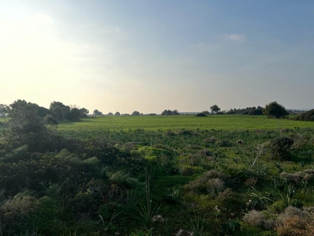 Feld Kaufen in Yeni Erenköy, Iskele