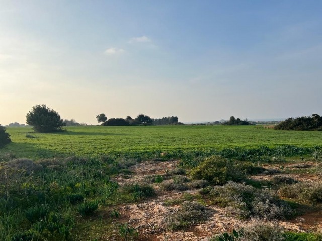 Feld Kaufen in Yeni Erenköy, Iskele