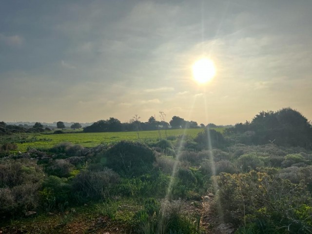 Feld Kaufen in Yeni Erenköy, Iskele