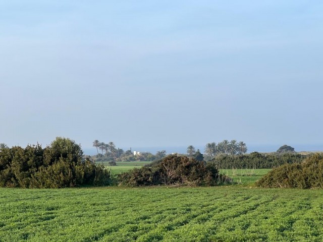 Feld Kaufen in Yeni Erenköy, Iskele