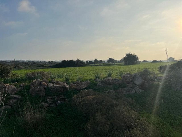 رشته برای فروش in Yeni Erenköy, ایسکله