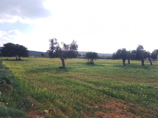 5 Acres 2 Evlek 478 Square Feet Land For Sale in Yeni Erenköy