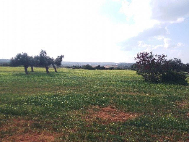 5 Acres 2 Evlek 478 Square Feet Land For Sale in Yeni Erenköy