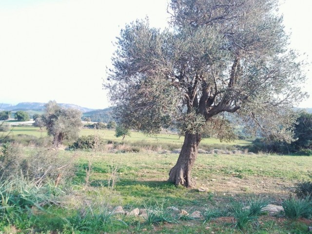 23 ده خانه 2 خانه برای فروش در روستای آداچای در نزدیکی Yeni Erenköy