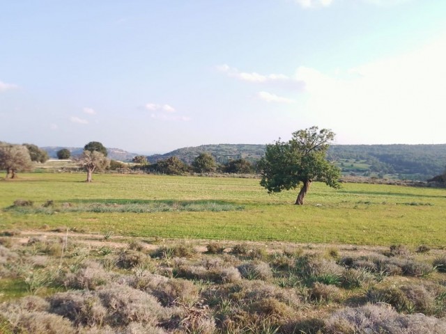 23 ده خانه 2 خانه برای فروش در روستای آداچای در نزدیکی Yeni Erenköy