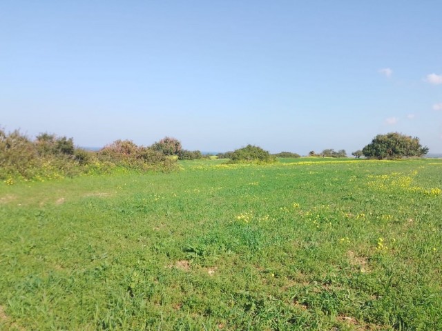 8 Dekaden Land zum Verkauf mit Meerblick in Yeni Erenkoy