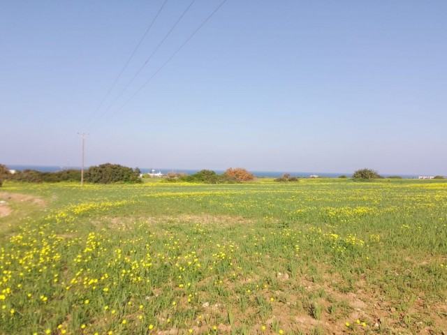 12 Acres of 1 Evlek Land for Sale with Sea View in Yeni Erenköy