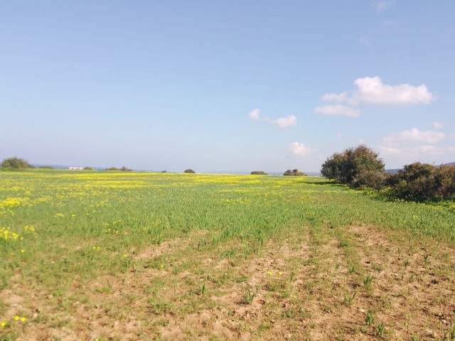 12 Acres of 1 Evlek Land for Sale with Sea View in Yeni Erenköy