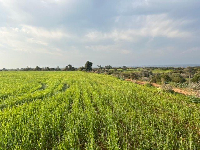 Yenierenköy'de deniz manzaralı satılık arazi