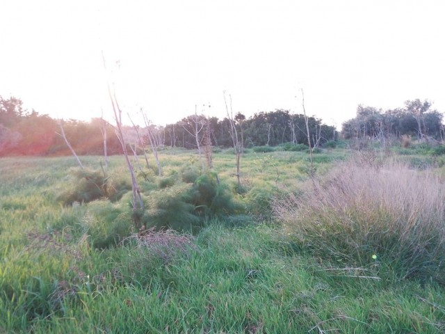 10 Dekaden Land zum Verkauf im Dorf Yeni Erenköy