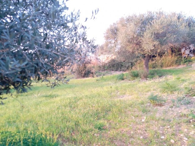 10 Decares Of Land For Sale In The Village In Yeni Erenköy