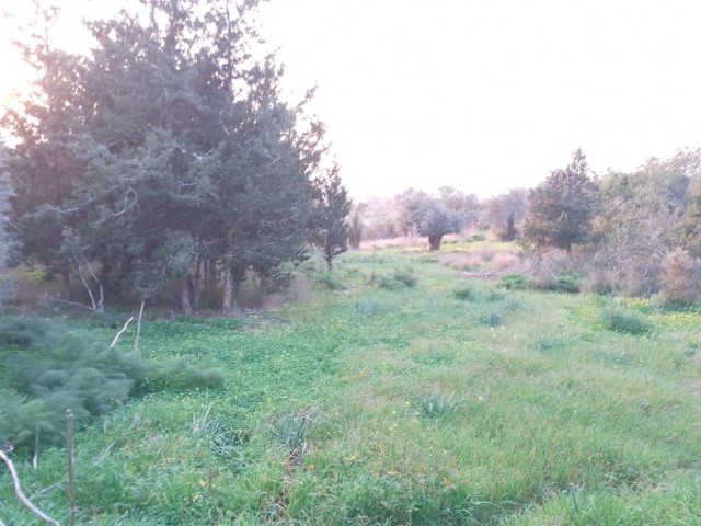 10 Dekaden Land zum Verkauf im Dorf Yeni Erenköy