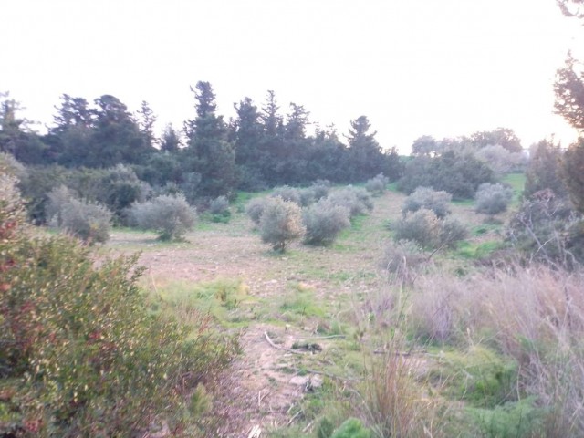 10 Dekaden Land zum Verkauf im Dorf Yeni Erenköy