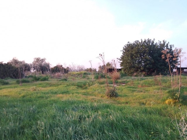 10 Decares Of Land For Sale In The Village In Yeni Erenköy