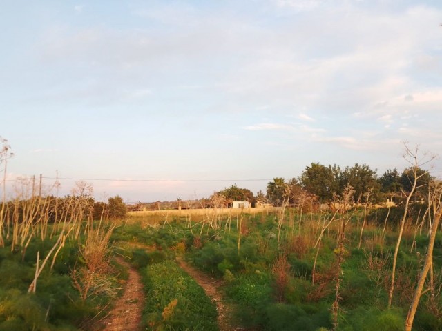 10 Dekaden Land zum Verkauf im Dorf Yeni Erenköy