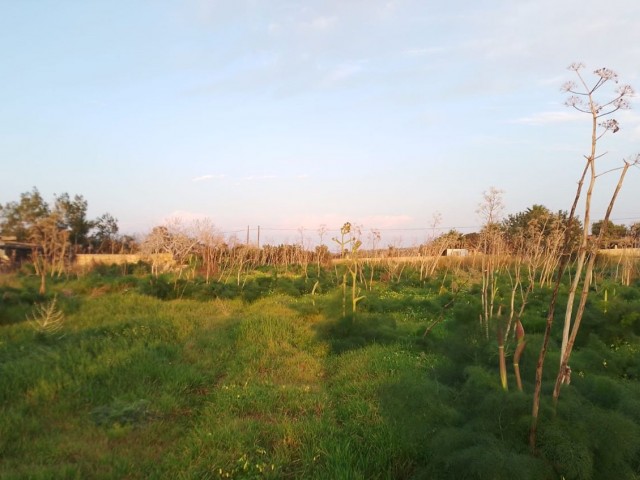 10 Dekaden Land zum Verkauf im Dorf Yeni Erenköy