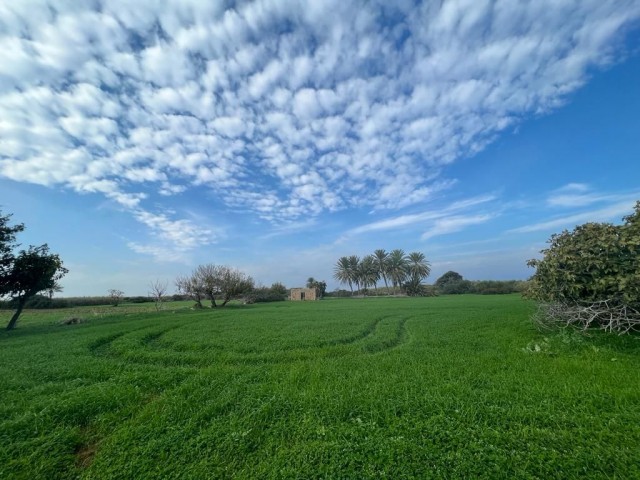 1 Hektar Land zu verkaufen in Yenierenköy