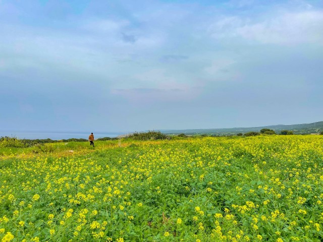 5 Acres 2 Häuser Land zu verkaufen in New Erenkoy