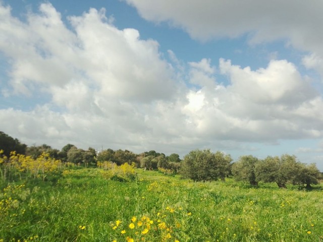 1 Acre 2 Häuser Land zu verkaufen im Dorf in Yeni Erenköy 