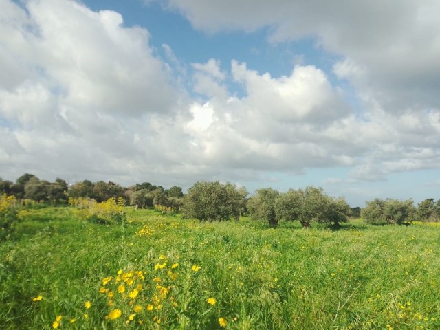 1 Acre 2 Häuser Land zu verkaufen im Dorf in Yeni Erenköy 