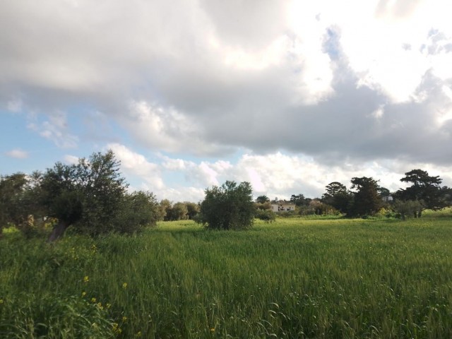 رشته برای فروش in Yeni Erenköy, ایسکله