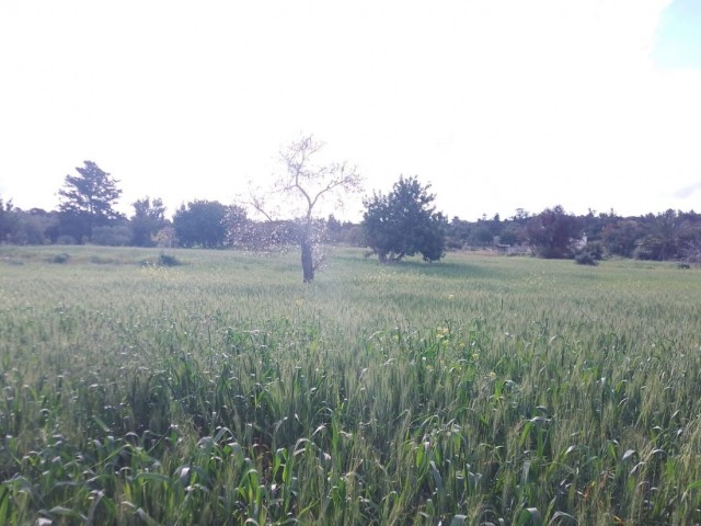 Feld Kaufen in Yeni Erenköy, Iskele