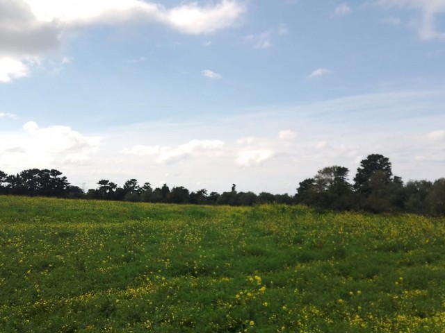 Zu verkaufen in Yeni Erenköy Zoneneinteilung, Natur und Meerblick 1 Acre 2 Häuser Land