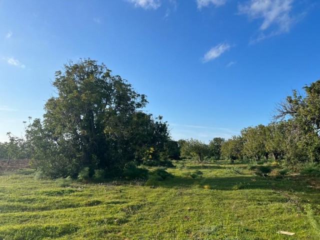 رشته برای فروش in Dipkarpaz, ایسکله