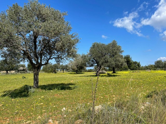 3 acres of 1 Evlek land for sale in Yeni Erenköy