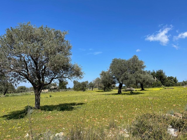 3 acres of 1 Evlek land for sale in Yeni Erenköy