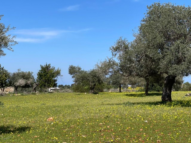 3 acres of 1 Evlek land for sale in Yeni Erenköy