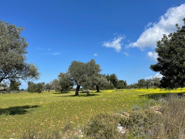 3 acres of 1 Evlek land for sale in Yeni Erenköy