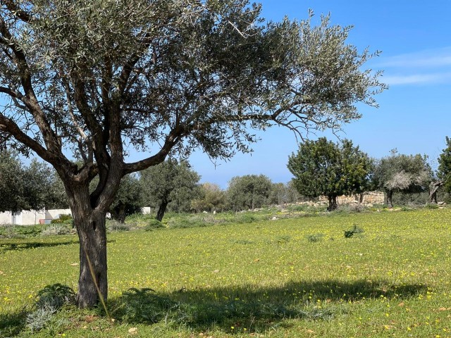 3 Hektar 1 Evlek-Grundstück zum Verkauf in Yeni Erenköy