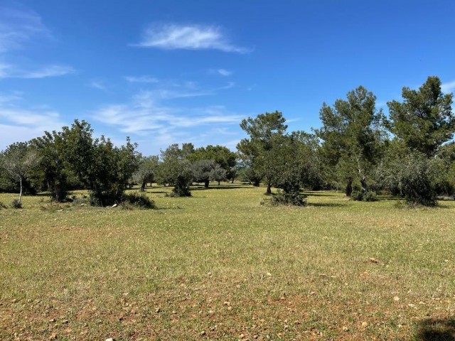 11 Acres of 2 Evlek Land for Sale in Yeni Erenköy