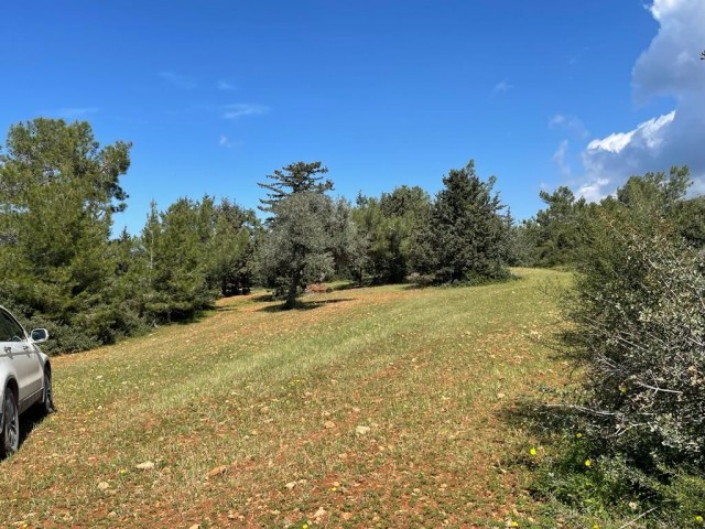 11 Acres of 2 Evlek Land for Sale in Yeni Erenköy