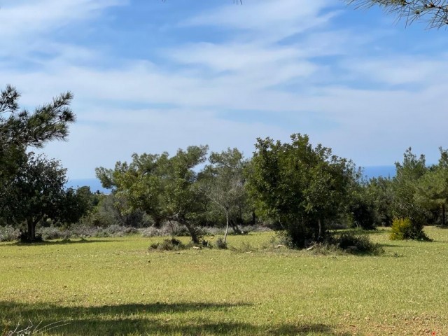 11 Acres of 2 Evlek Land for Sale in Yeni Erenköy