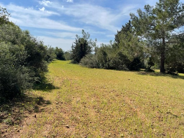 11 Acres of 2 Evlek Land for Sale in Yeni Erenköy