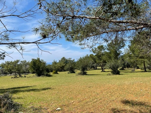 11 Acres of 2 Evlek Land for Sale in Yeni Erenköy