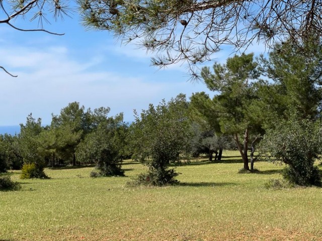 11 Hektar 2 Evlek-Land zum Verkauf in Yeni Erenköy