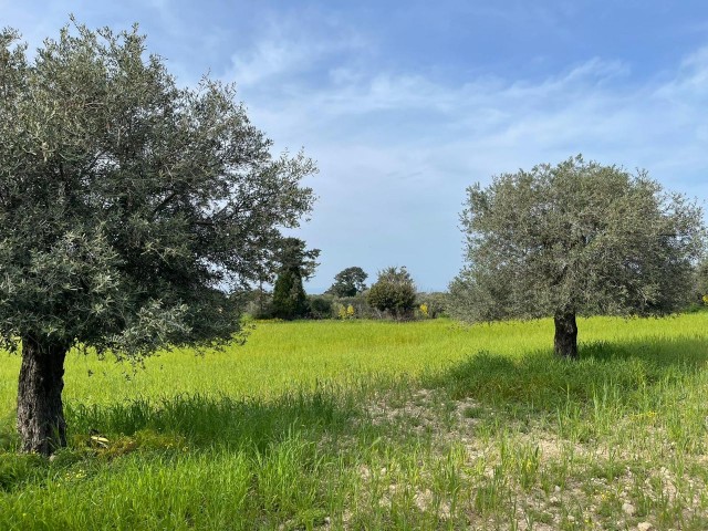 Bauen Sie das Haus Ihrer Träume mit Meerblick in Yeni Erenköy