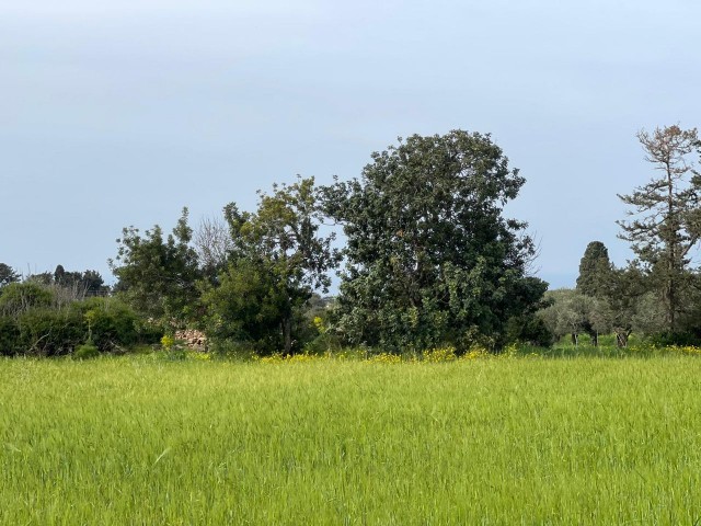 Bauen Sie das Haus Ihrer Träume mit Meerblick in Yeni Erenköy