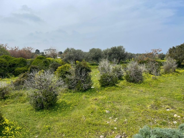 Ein friedliches Leben in der Natur mit Meerblick wartet auf Sie in Yeni Erenköy!