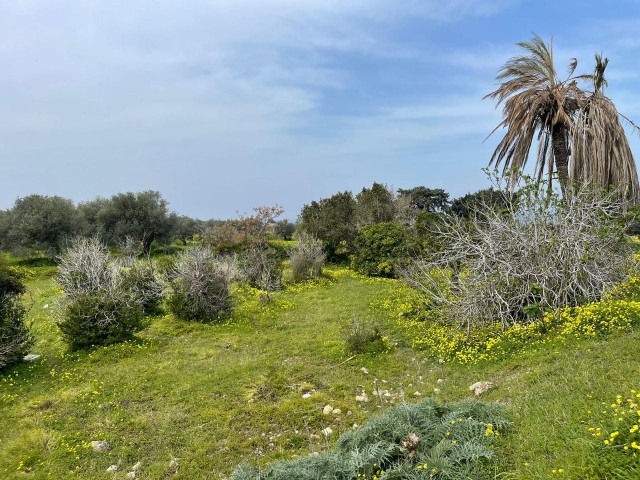 Ein friedliches Leben in der Natur mit Meerblick wartet auf Sie in Yeni Erenköy!