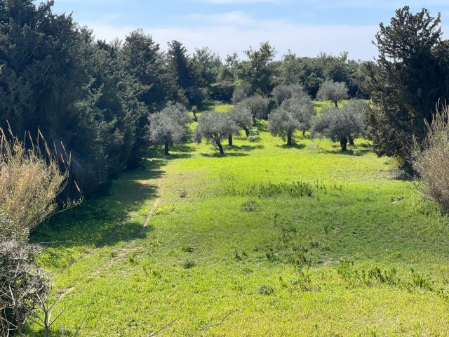 5 Acres of Magnificent Sea View Land with Zoning Road and Full Infrastructure in Yeni Erenköy