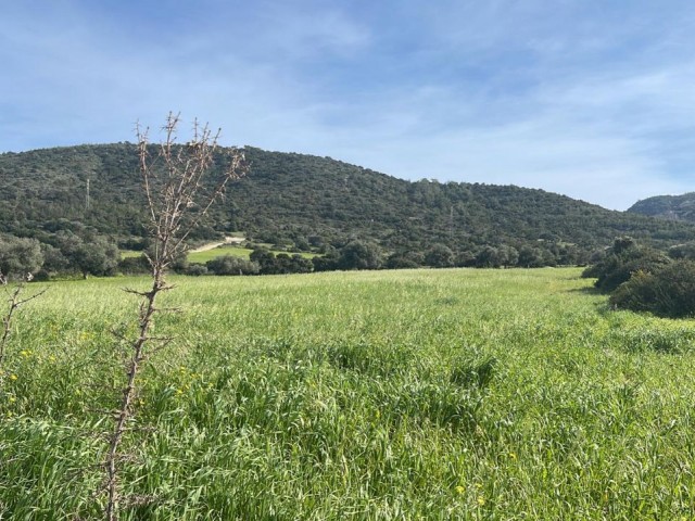 5 Acres 1 House Land for Sale with Sea View in Yeni Erenköy 