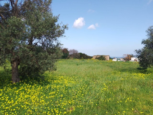 3 Hektar 2 Evlek-Felder mit -35 % Baugenehmigung und Meerblick in Yeni Erenköy, in perfekter Lage